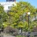 a park with benches and trees